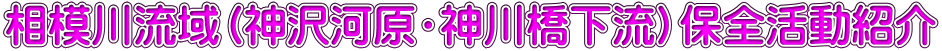 相模川流域(神沢河原・神川橋下流)保全活動紹介